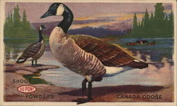 Canada Goose Shoot DuPont Powders Advertising Postcard Postcard Postcard