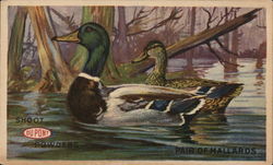 Pair of Mallards Shoot DuPont Powders Postcard