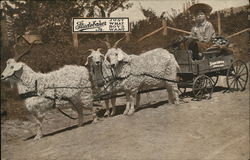 Sheep Pulling Studebaker Cart Postcard