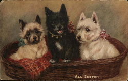 All Scotch Terriers Postcard