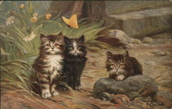 Three Cute Kittens Postcard