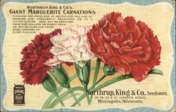 Giant Marguerite Carnations, Northrup, King & Co. Postcard