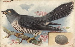 The Cuckoo Bird Postcard