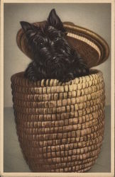 Scottish Terrier Popping out of a Basket Scottish Terriers Postcard Postcard Postcard