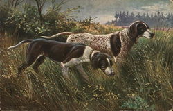 Two Dogs in the Middle of Field Postcard