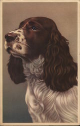 Gorgeous Spaniel Dog Postcard