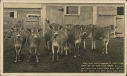 Herd of Cows, Hood Farm Postcard