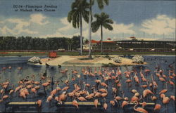 Flamingos Feeding at Hialeah Race Course Florida Postcard Postcard Postcard