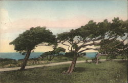 The Cedars at West Chop Martha's Vineyard, MA Postcard Postcard Postcard