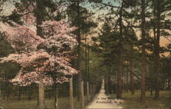 In the Pine Grove Pinehurst, NC Postcard Postcard Postcard