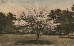 Dogwood in Bloom Postcard