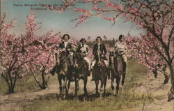 Peach Blossom Time in the Seedhills Postcard