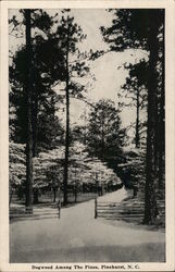 Dogwood Among the Pines Pinehurst, NC Postcard Postcard Postcard