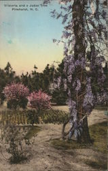 Wisteria and a Judas Tree Postcard