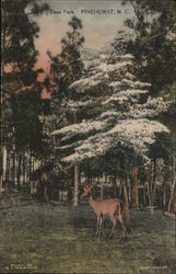 Deer Park Pinehurst, NC Postcard Postcard Postcard