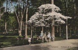 Deer Park in Springtime Postcard