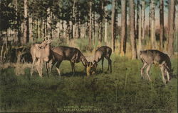 Deer Park Postcard