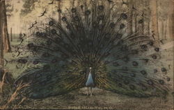 Peacock With its Feathers Spread Postcard