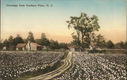 Greetings from Southern Pines, N. C. Postcard