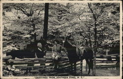 Greetings From Southern Pines North Carolina Postcard Postcard Postcard