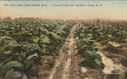 Tobacco Field near Southern Pines, N.C. Postcard