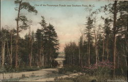 One of the Picturesque Roads near Southern Pines, N. C. North Carolina Postcard Postcard Postcard