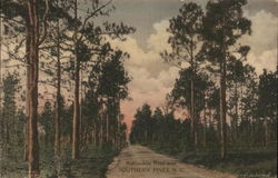 Automobile Road Near Southern Pines, N. C. North Carolina Postcard Postcard Postcard