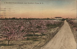 A Sandhill Peach Orchard Postcard