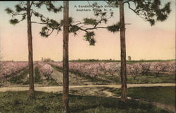 A Sandhill Peach Orchard Postcard