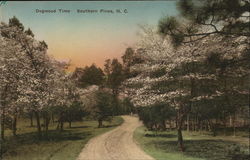 Dogwood Time Postcard