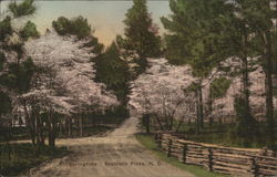 Springtime Postcard