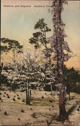 Wisteria and Dogwood Southern Pines, NC Postcard Postcard Postcard