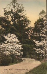 Hedge Row Postcard