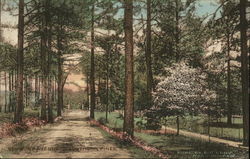 Wooded Avenue Postcard