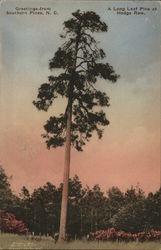 A Long Leaf Pine at Hedge Row Southern Pines, NC Postcard Postcard Postcard