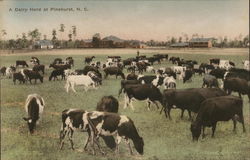 A Dairy Herd Postcard