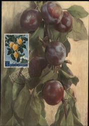 Dark Colored Grapes Postcard