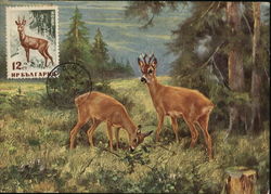 Deer Grazing Maximum Cards Postcard Postcard Postcard