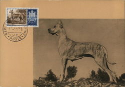 Fauna Canina, Danese Maximum Cards Postcard Postcard Postcard