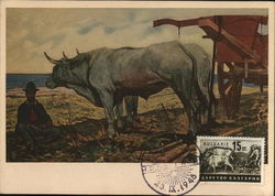 Large Bull with Man Sitting Postcard