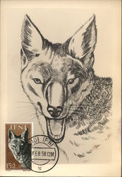 Wolf Sketch Maximum Cards Postcard Postcard Postcard