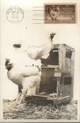 Chickens Standing Tall Maximum Cards Postcard Postcard Postcard