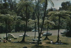 Waipoua Kauri Forest, Northland, N.Z. New Zealand Postcard Postcard Postcard