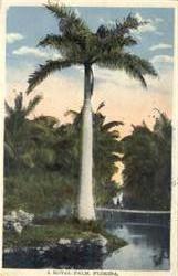 A Royal Palm Postcard