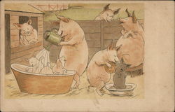 Piglets Getting A Bath Pigs Postcard Postcard