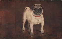 The Pug Postcard