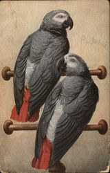 Pair of Parrots Postcard