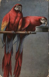 Two Beautiful Large Red Parrots Postcard