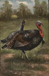 Wild Turkeys Postcard Postcard