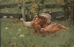 Turkeys in Field Postcard